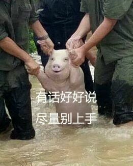 从台风中抢救出来的猪qq表情包