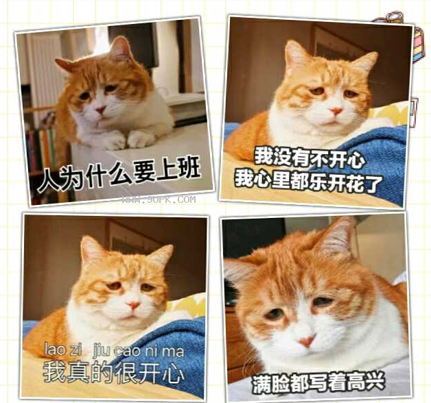 著名网黄猫qq表情包截图（1）