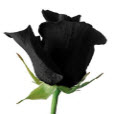 唯美黑色玫瑰花图片大全 无水印版