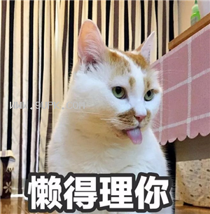 楼楼猫咪国庆节带字表情包下载