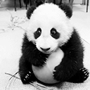 国宝大熊猫qq表情包