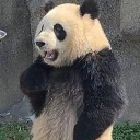 熊猫叉腰qq表情包