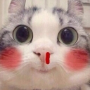 猫流鼻血qq表情包