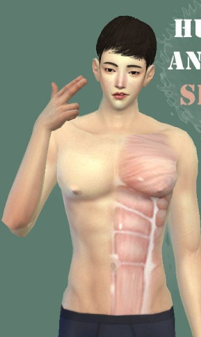模拟人生4人体解剖皮肤MOD