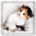 野猫模拟器 1.1.3安卓版
