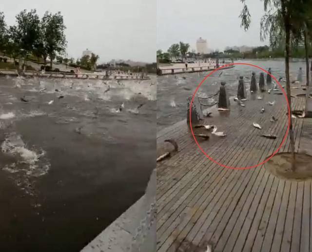 公园大批鲢鱼跳跃 官方辟谣地震前兆：音响吓的(图)