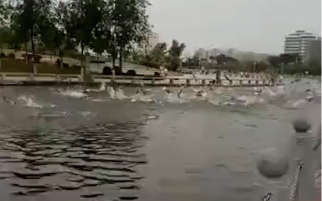 河南公园大量鲢鱼跳跃 官方辟谣不是地震的前兆