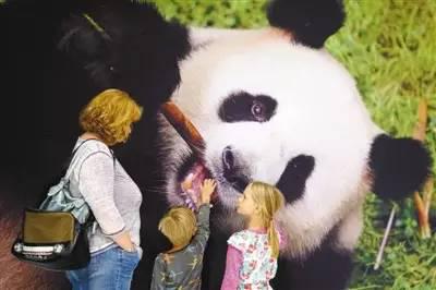 6月24日，在舍内费尔德机场欢迎大厅内，前来欢迎大熊猫的德国儿童抚摸“娇庆”的照片。图：人民视觉