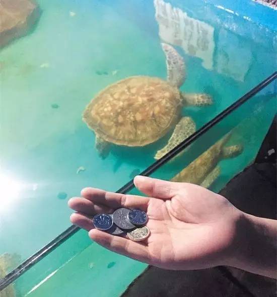 烈士公园海龟误吞硬币死亡 可能是因为游客投币祈福