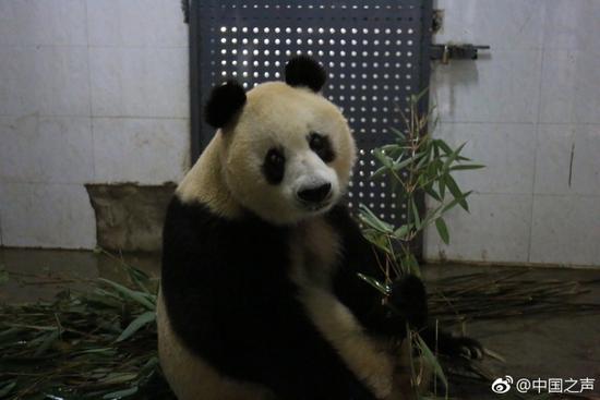 大熊猫苏苏因病在成都去世 享年34岁相当于百岁老人