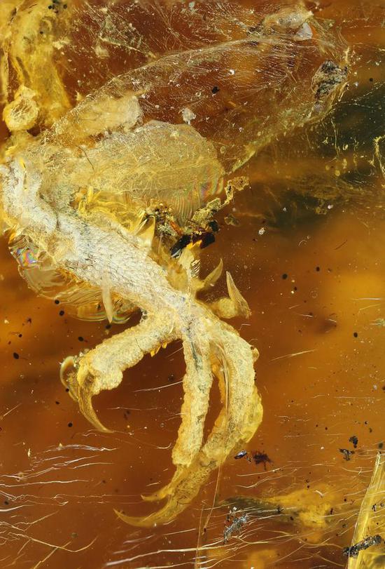 人类首次在琥珀中发现古雏鸟 死前表情狰狞距今约9900万年
