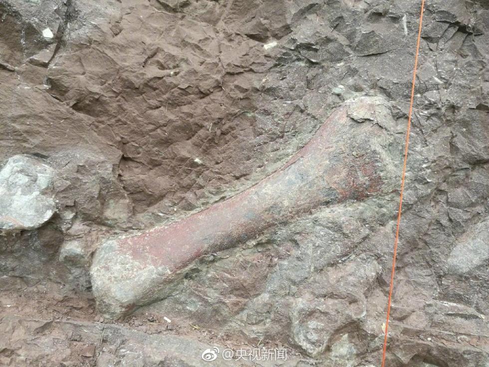 重庆发现世界级恐龙化石群 墙长达150米