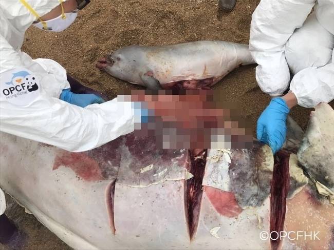香港海滩发现海豚尸体 怀有小海豚(组图)