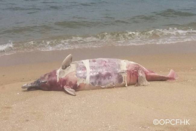 香港海滩发现海豚尸体 怀有小海豚(组图)