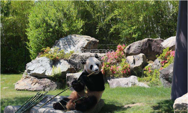 日本动物园送别3只大熊猫 年龄到了将在中国谈婚论嫁