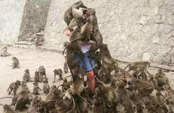 泰国景区猴子泛滥 跳到游客身上抢食