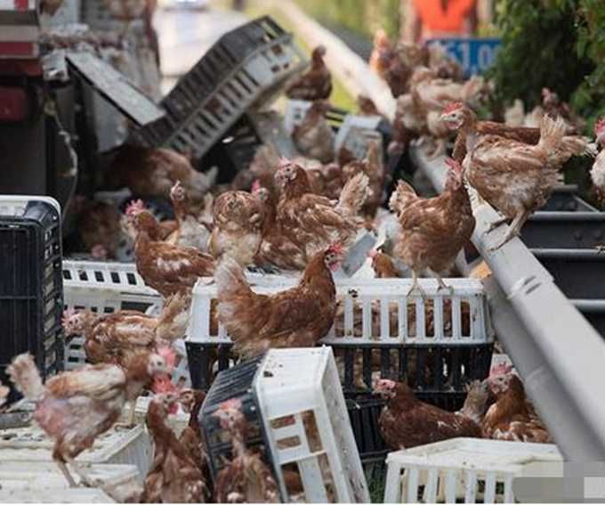 卡车高速公路发生意外 7000只鸡“霸占”道路秒变养鸡场
