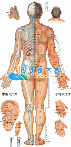 【人体穴位分布图】人体穴位全彩图下载V2011高清版