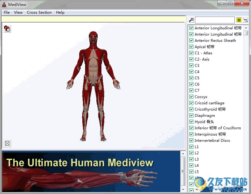MediView参考软件[人体解剖3D模型] v1.0 绿色版