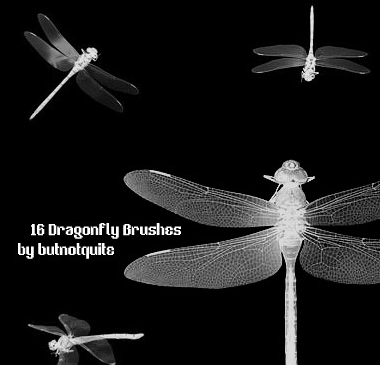 逼真的蜻蜓photoshop笔刷插件 1.0绿色版截图（1）