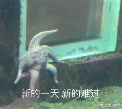 一只海星坐在门槛上休息表情包