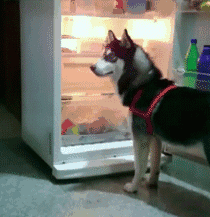 冰箱开久了会长狗搞笑表情包 1.0完整版