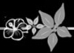 花朵、蝴蝶分割线photoshop笔刷插件 1.0绿色版
